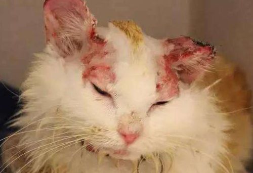 猫咪猫癣只使用伊来曲康管用吗,猫咪猫癣药膏可以直接涂吗