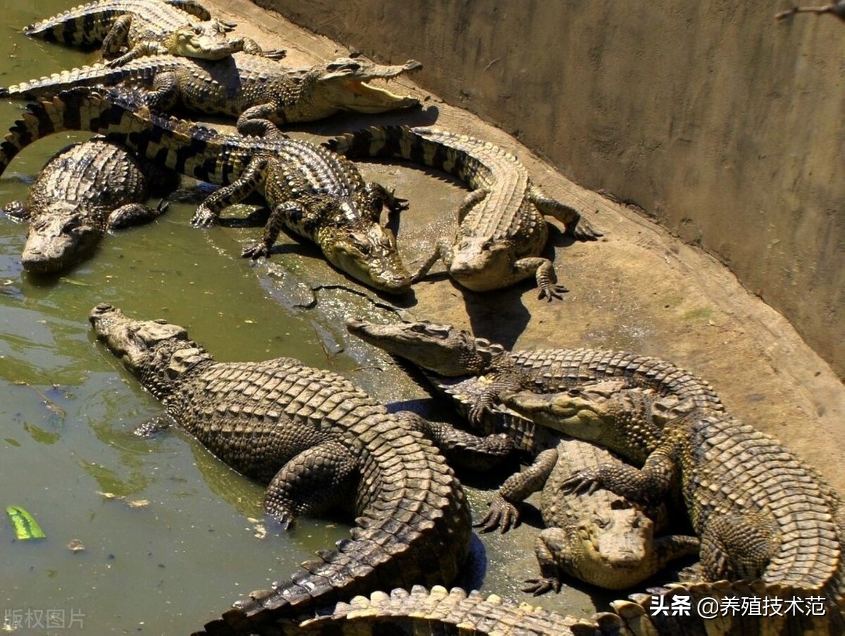 在广西农村养殖什么最赚钱,1万块钱在农村养殖什么赚钱