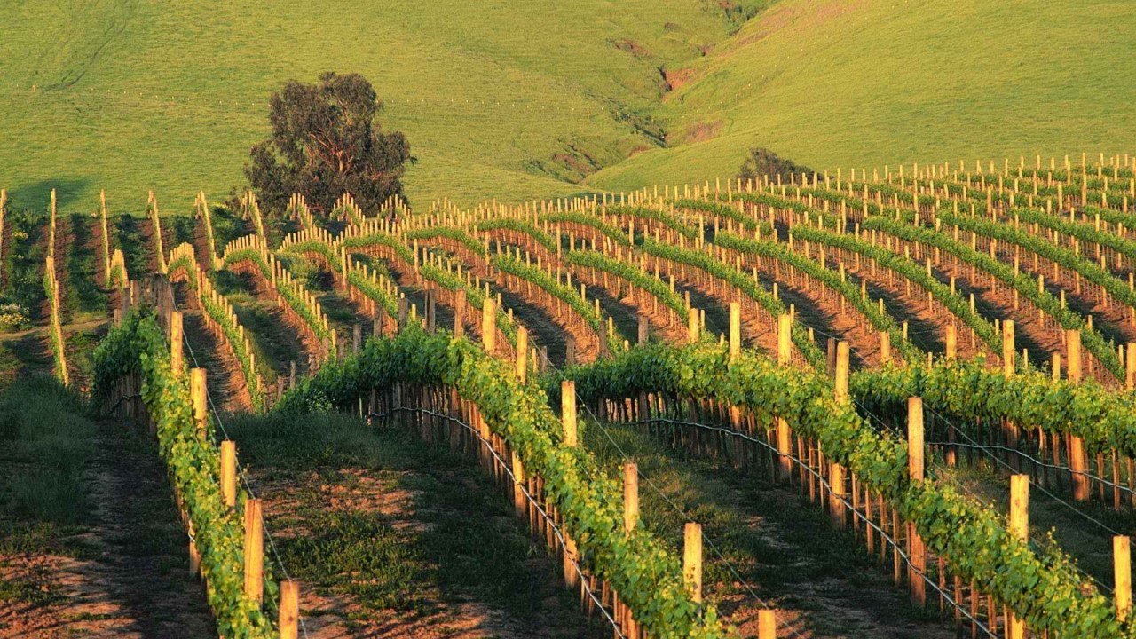 葡萄酒看什么,葡萄酒的葡萄品种介绍