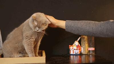 强撸猫灰飞烟灭,让猫咪上头的撸法