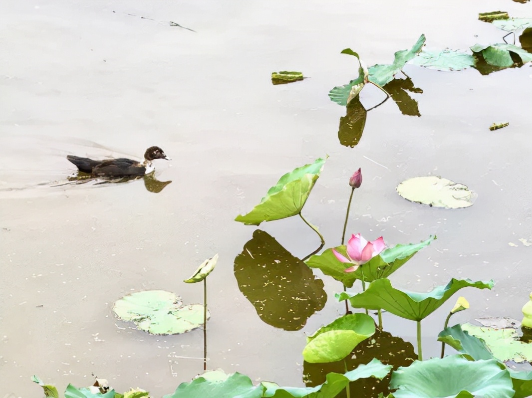 甲癌术后10年与病友分享,甲友心声最新消息