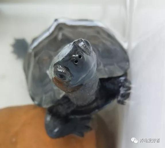 深水龟有哪些品种不需要晒台,斑点龟属于深水龟吗