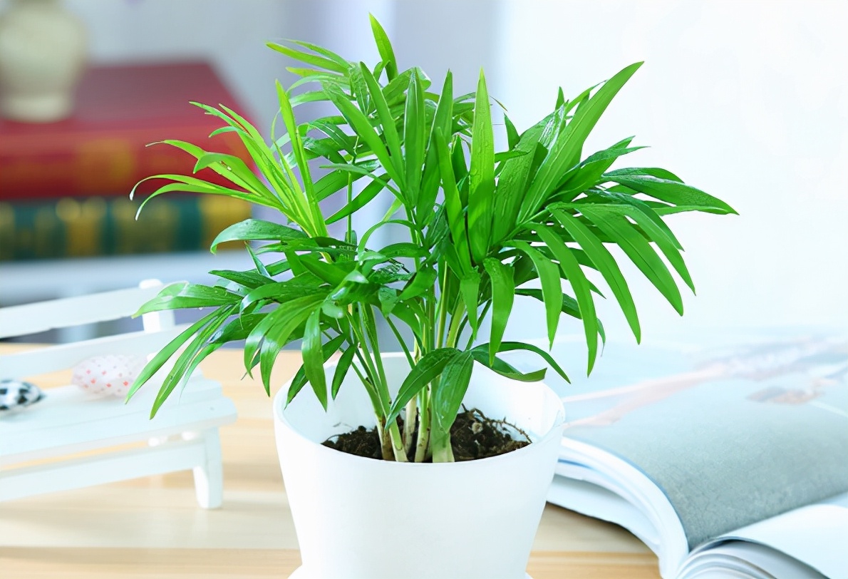 如何选择家中花卉植物盆栽,家庭常见的盆栽花卉的养护与管理