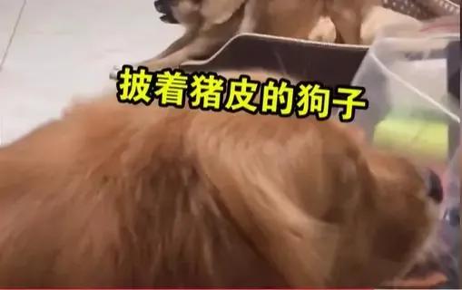 狗狗不停做伸懒腰动作,狗狗整天趴着不运动