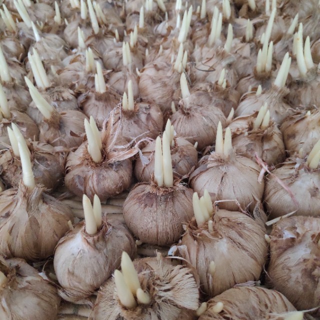 藏红花种植的前景与利润,藏红花种植项目前景如何好种吗