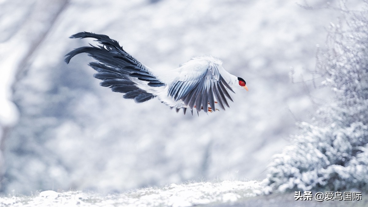 极简鸟类摄影欣赏,2019鸟类摄影作品欣赏