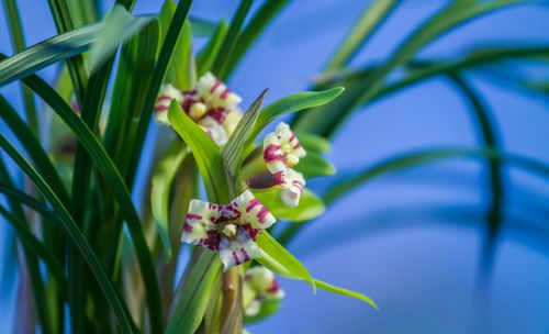 夏天跟兰花有关的诗句,春日兰花开放的诗句