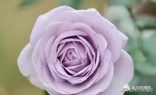 「花师傅开课啦」爱花人必知！南京*瑰园玫**为你科普百种玫瑰