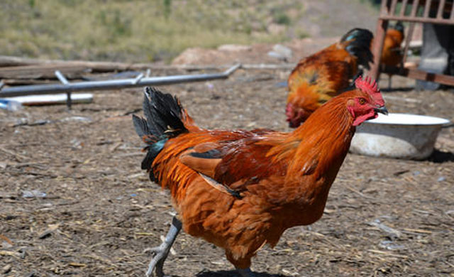 蛋鸡拉白绿色粪便什么原因,鸡拉黄绿色粪便鸡冠发白是什么病