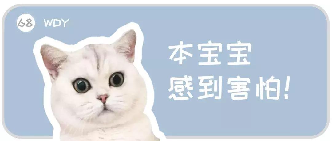 猫咪大了还容易感染猫瘟吗,猫咪不外出被抓伤会得狂犬病吗