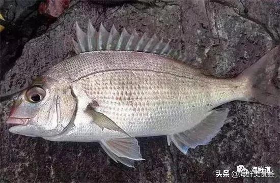 102种海鲜,营养丰富的海鲜有哪些品种
