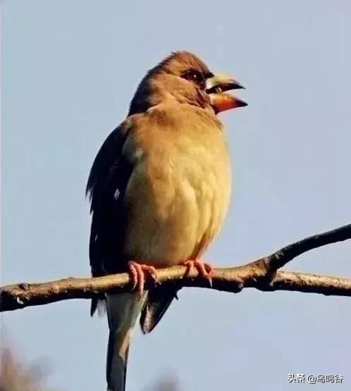 看图识鸟图片及答案,看图识鸟软件哪个好用