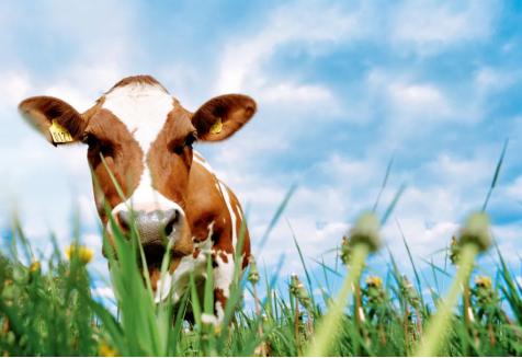 麦蔻乐享优点,4段麦蔻乐享换乐冠有什么区别