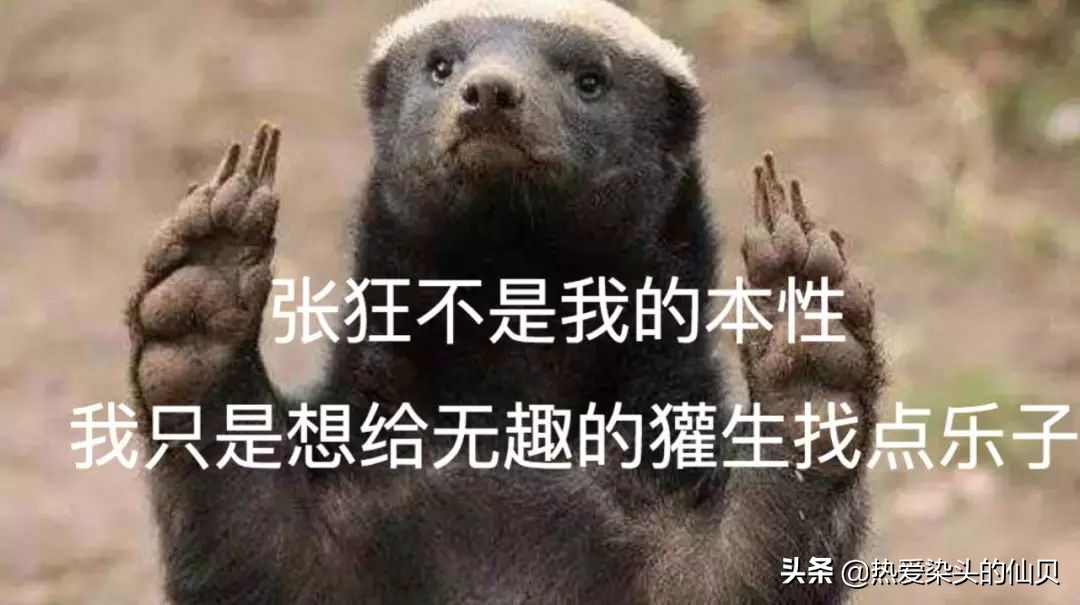 我，蜜獾，一位平平淡淡的打架小天才。生死看淡、不服就干