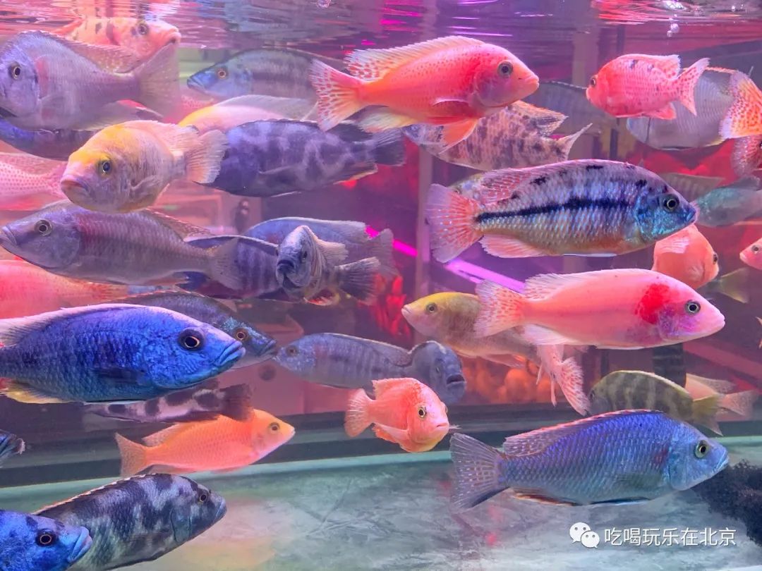 北京花市攻略大全,北京最美赏花景点