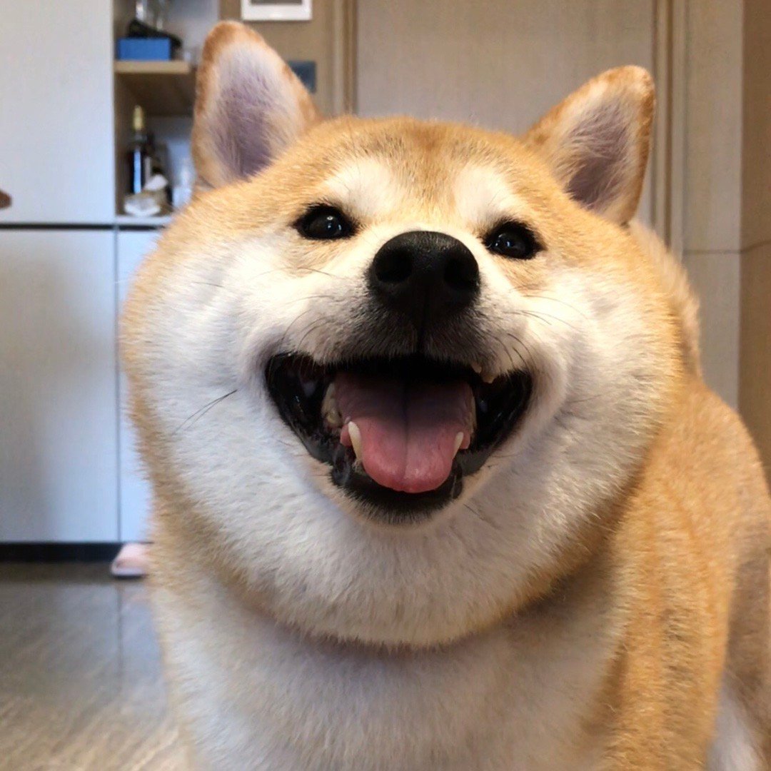 柴犬价格不同有什么区别,柴犬价格为什么差别很大