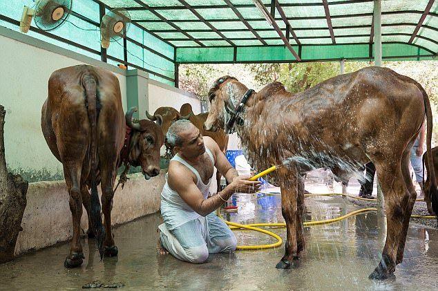 “印度牛人”帕萨纳：44岁富豪抛妻弃子，只为把心爱的母牛娶回家