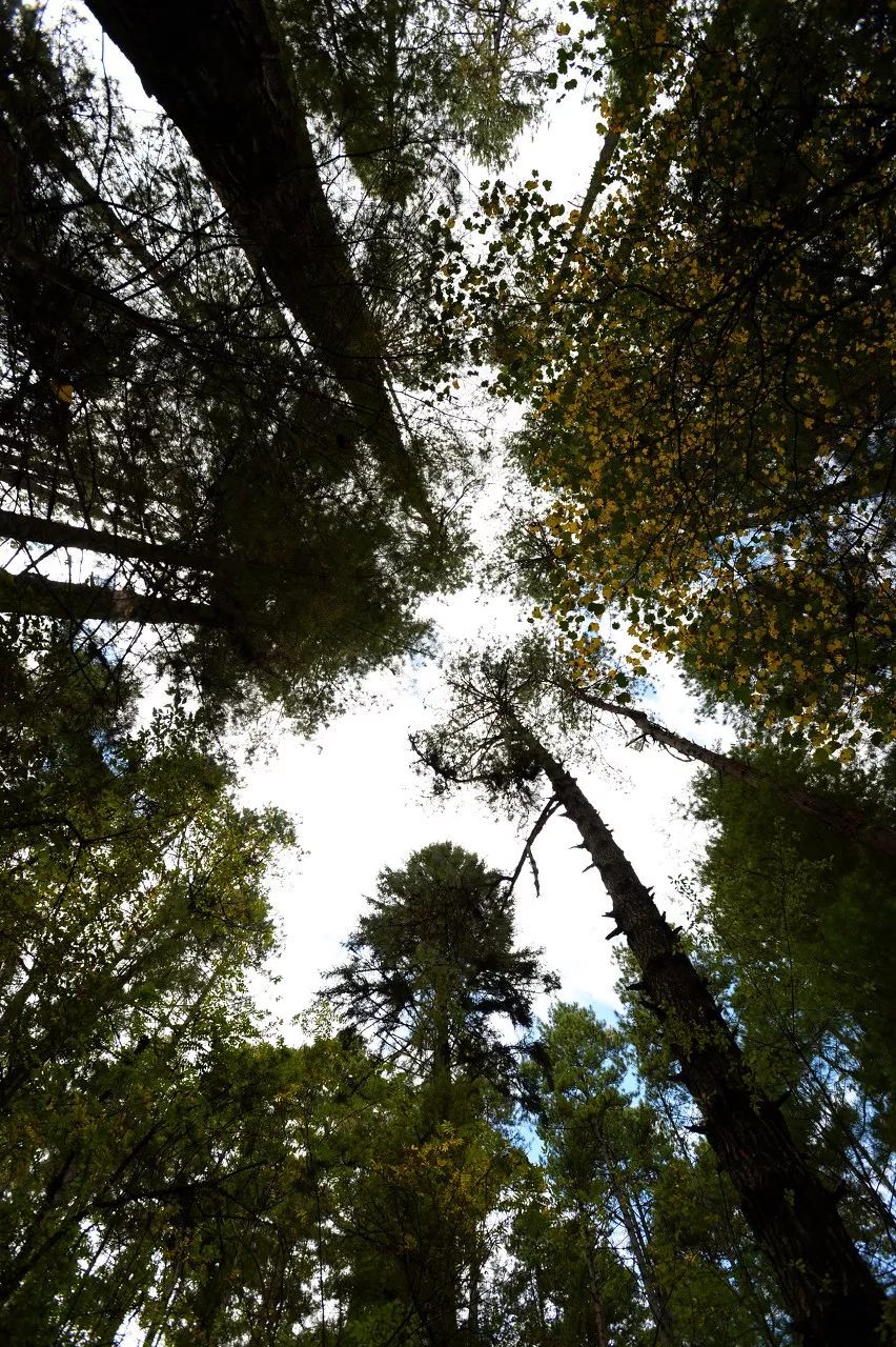 有一种风情叫江南烟雨,波密塞外江南
