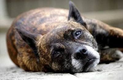 狗狗即将老死的征兆,狗狗老死前有什么征兆