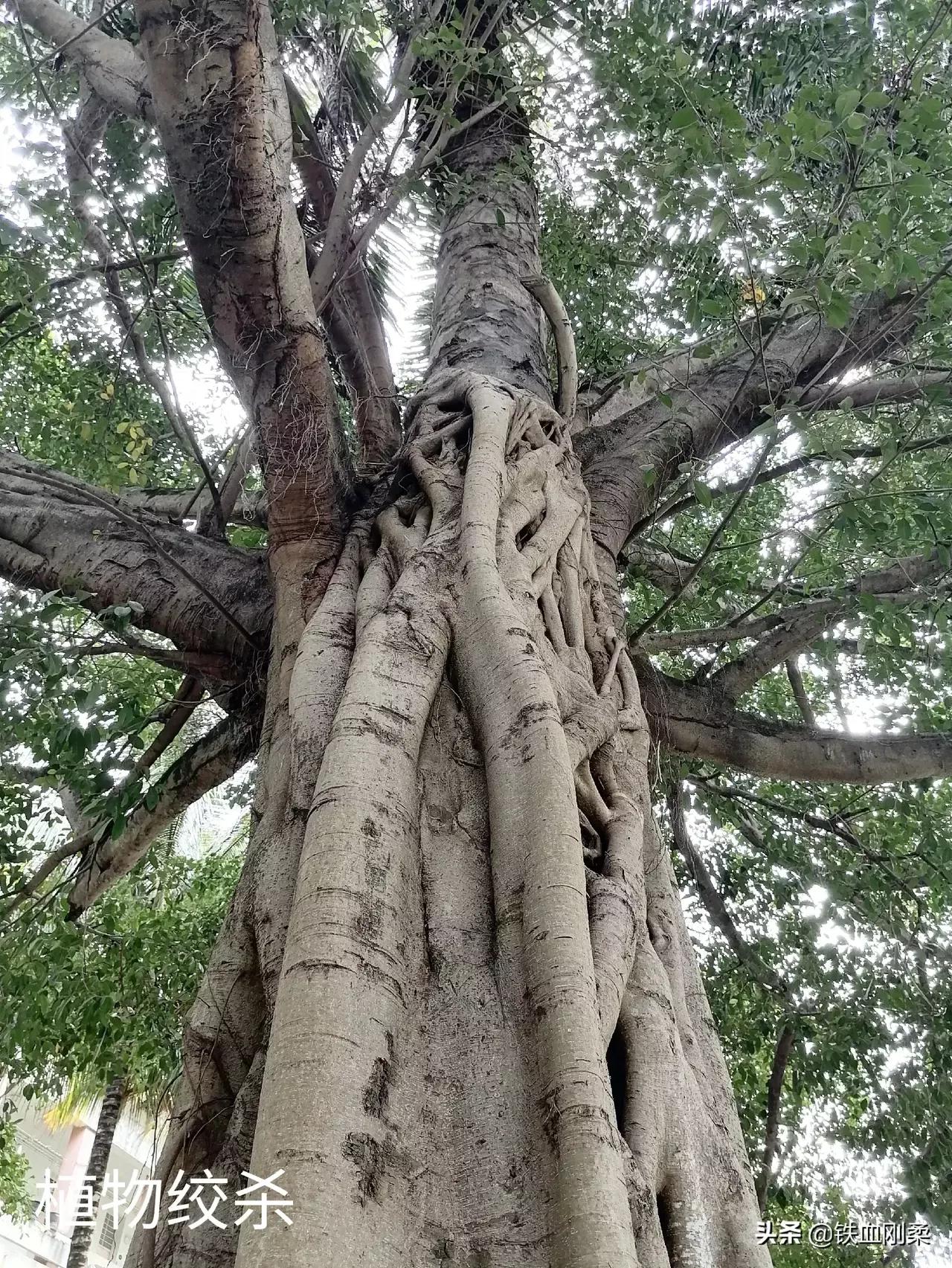 西双版纳景洪市景色壮丽的地方,西双版纳景洪市有什么好玩的景点