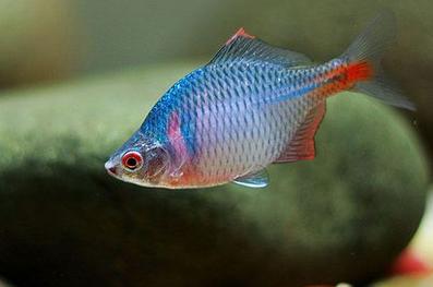 小河里常见这种漂亮小鱼,小河里有哪些常见的鱼儿