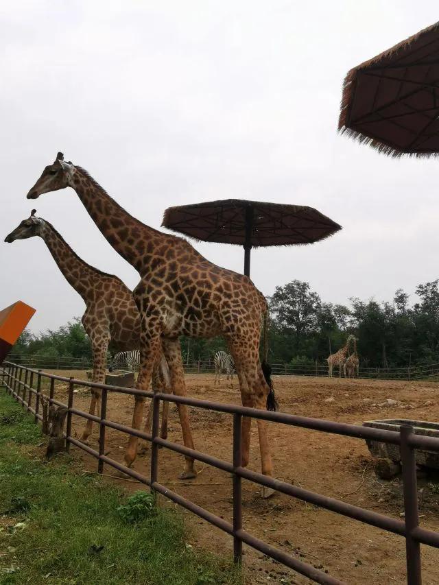 山东济南好玩的地方推荐一日游,2022春节济南融创乐园值得去吗