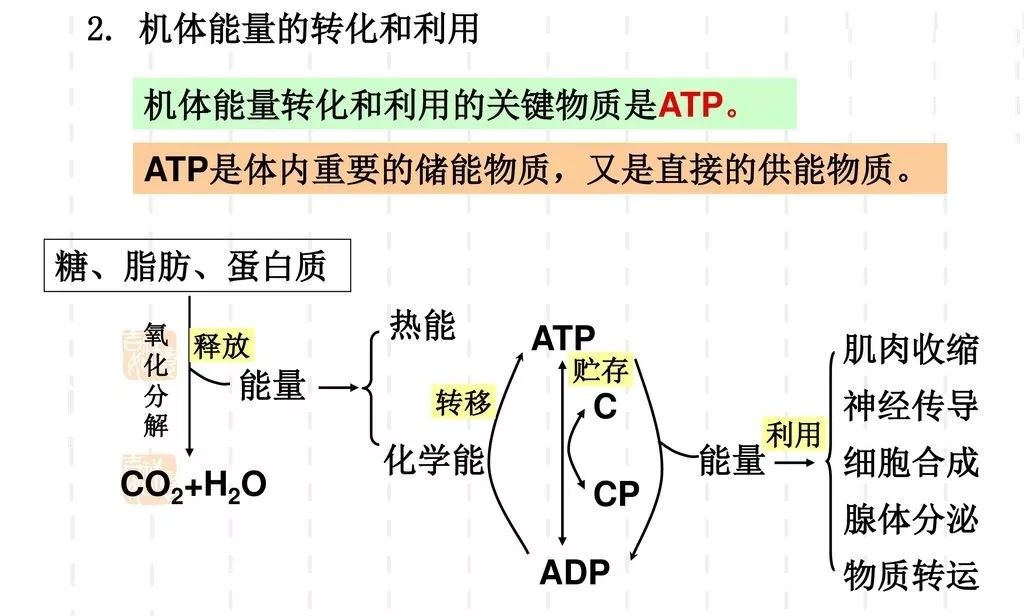 肌酸的作用与功效健身增肌,肌酸怎么使用才能增肌