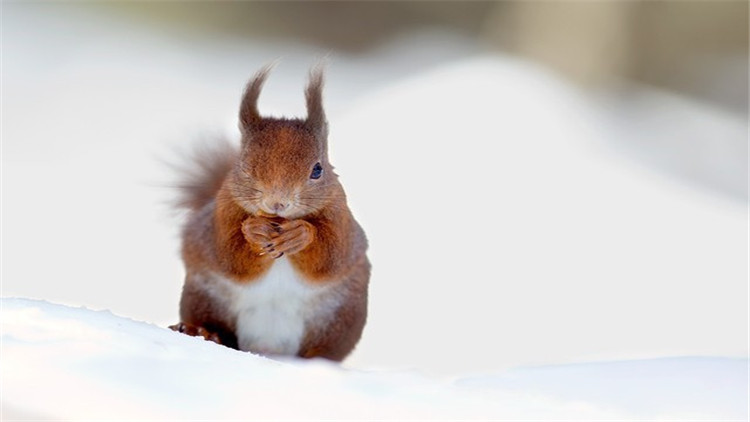 松鼠什么季节脱毛最好,松鼠脱毛