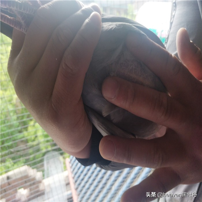 赛鸽公棚养多久鸽子才能比赛,赛鸽关键期1-3月龄幼鸽的管理要点