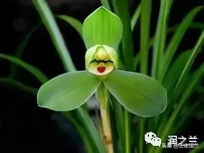 兰花知识大全100种,兰花鉴赏术语100条