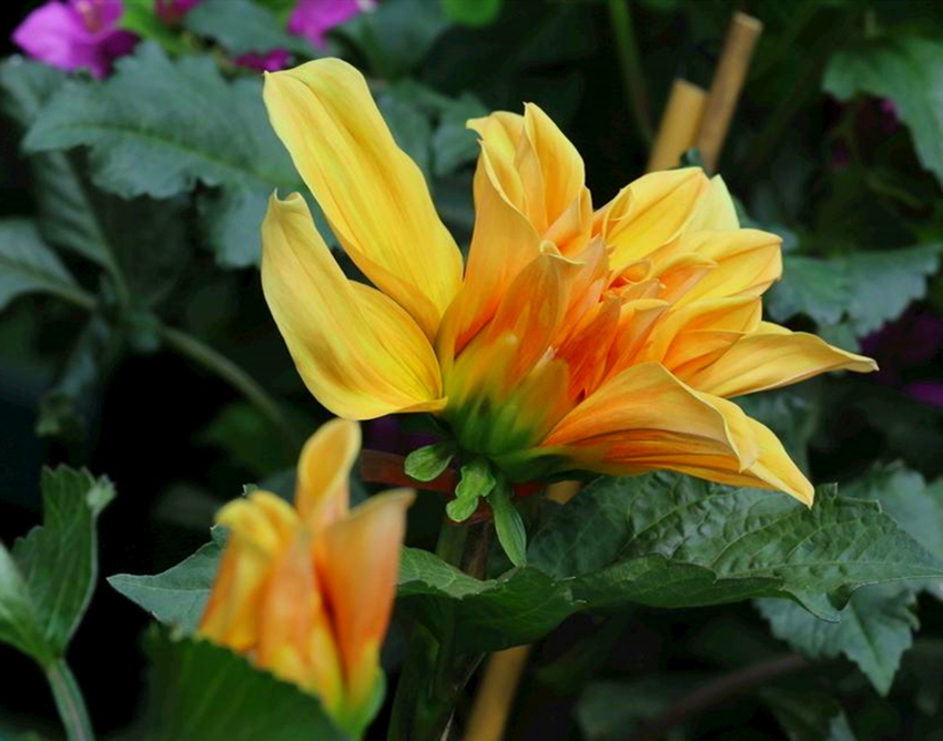 最好看最好养的大丽花,大丽花鲜花养护方法