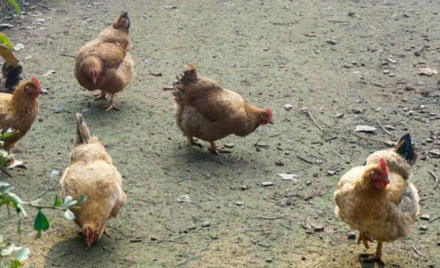 怎么防止鸡啄毛最好,鸡的啄癖症