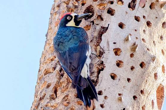 看鸟类视频,各种鸟类过冬姿态