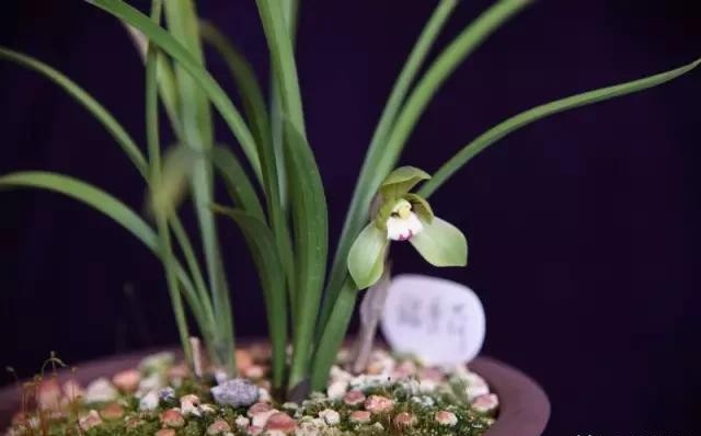 每日一品栏目,每日一品七律