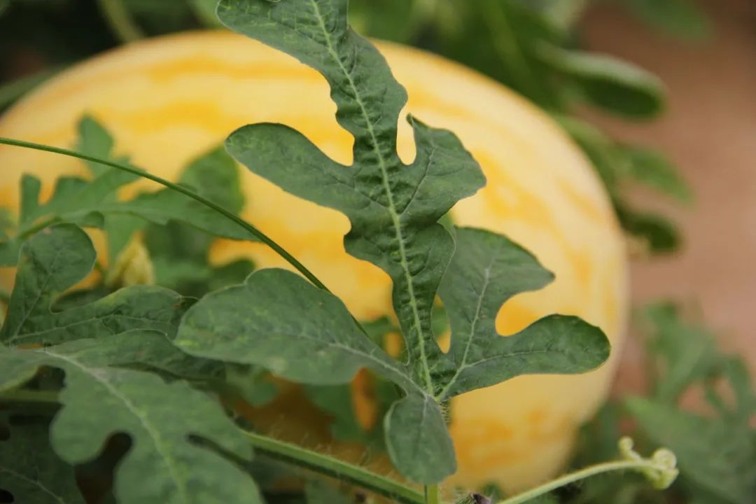 钟山水墨画廊附近旅游攻略,钟山水墨画廊自驾游
