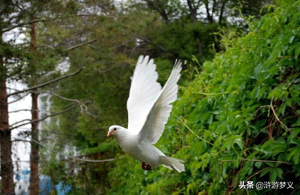 常见但是说不出名字的动物,六种不常见的鸟