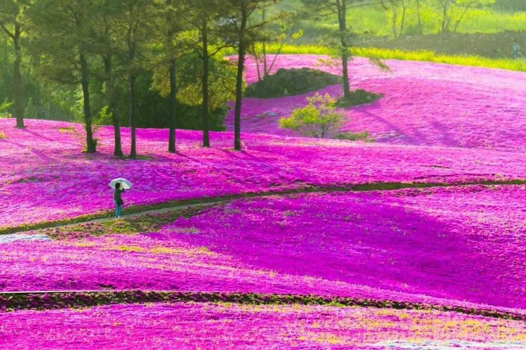 与樱花齐名的草坪—丛生福禄考