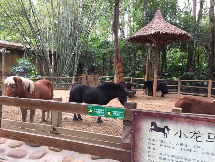 长隆野生动物园旅游攻略带娃,广州长隆动物园适合亲子游