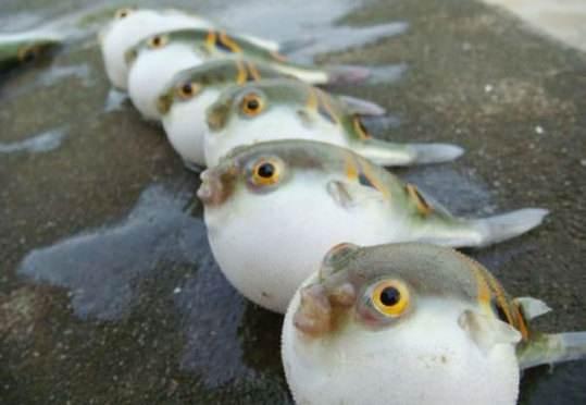 此味只应天上有，哪知全从长江来—长江三鲜