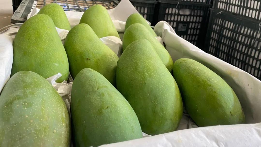 越南大青芒芒果口感,越南的大青芒好吃吗