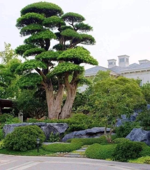 庭院辟邪的十种植物,庭院墙头守护神