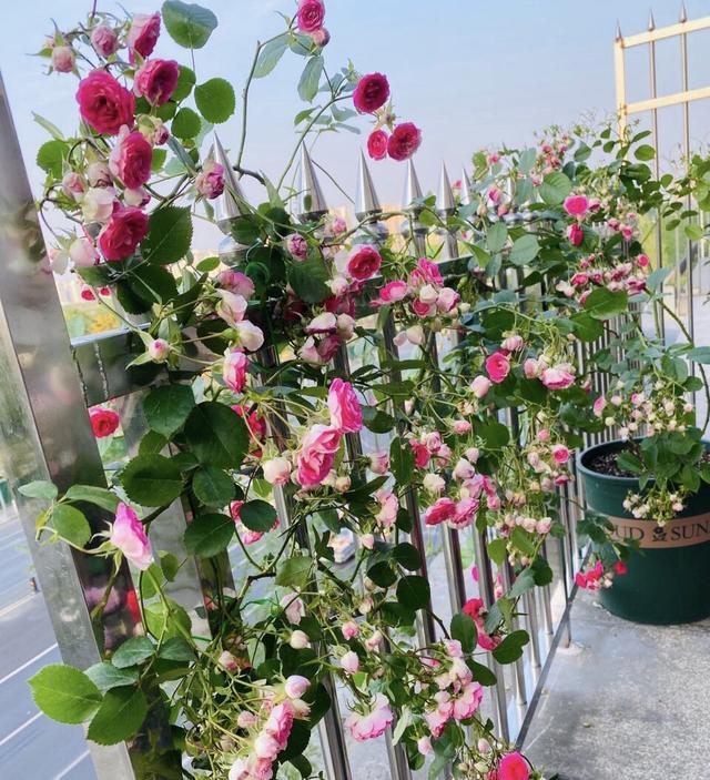 养花大全100种植物,养花100种