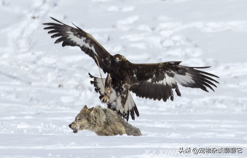“终极杀手”草原猎鹰,击杀只在一瞬间