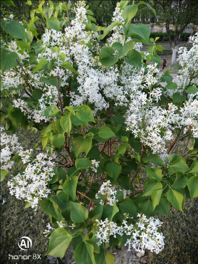 减河公园,减河公园的视频