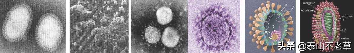 新型冠状病毒2019-ncov怎么检测,新型冠状病毒2019-ncov使用方法