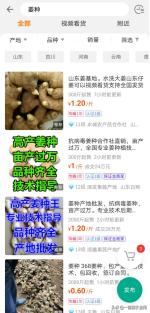 2022年生姜如何赚钱,生姜产量每亩能产多少斤