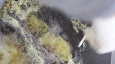 无锡桥头排骨,无锡桥头排骨哪家好吃