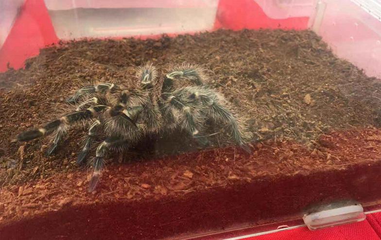 鑲嗘剰涔愭椿灞变笢,鑲嗘剰涔愭椿