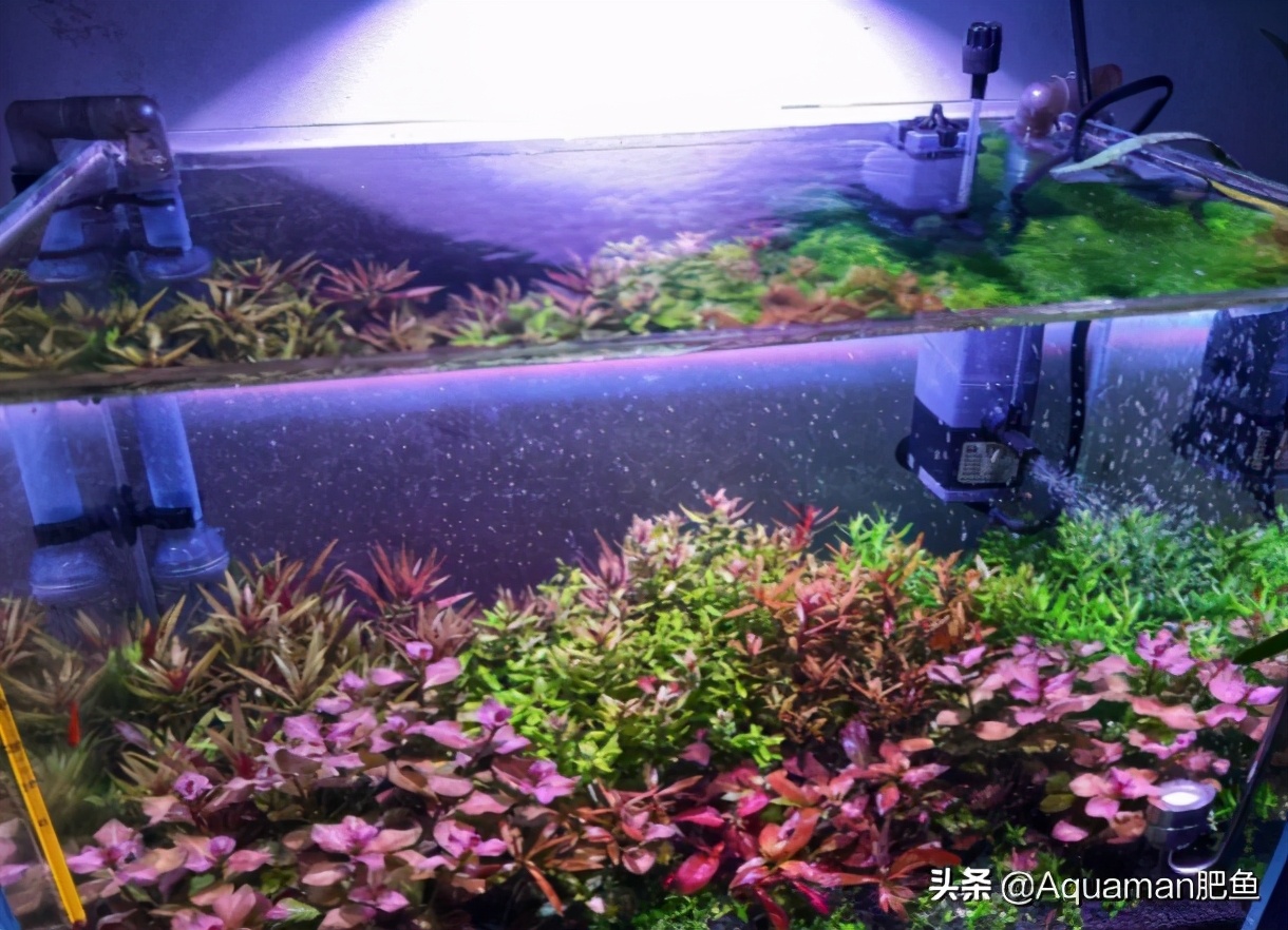 便宜又好养的水草推荐,好养又便宜的水草推荐