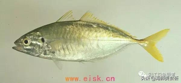 中国本土最便宜的鱼10种,哪些鱼档次又高又便宜